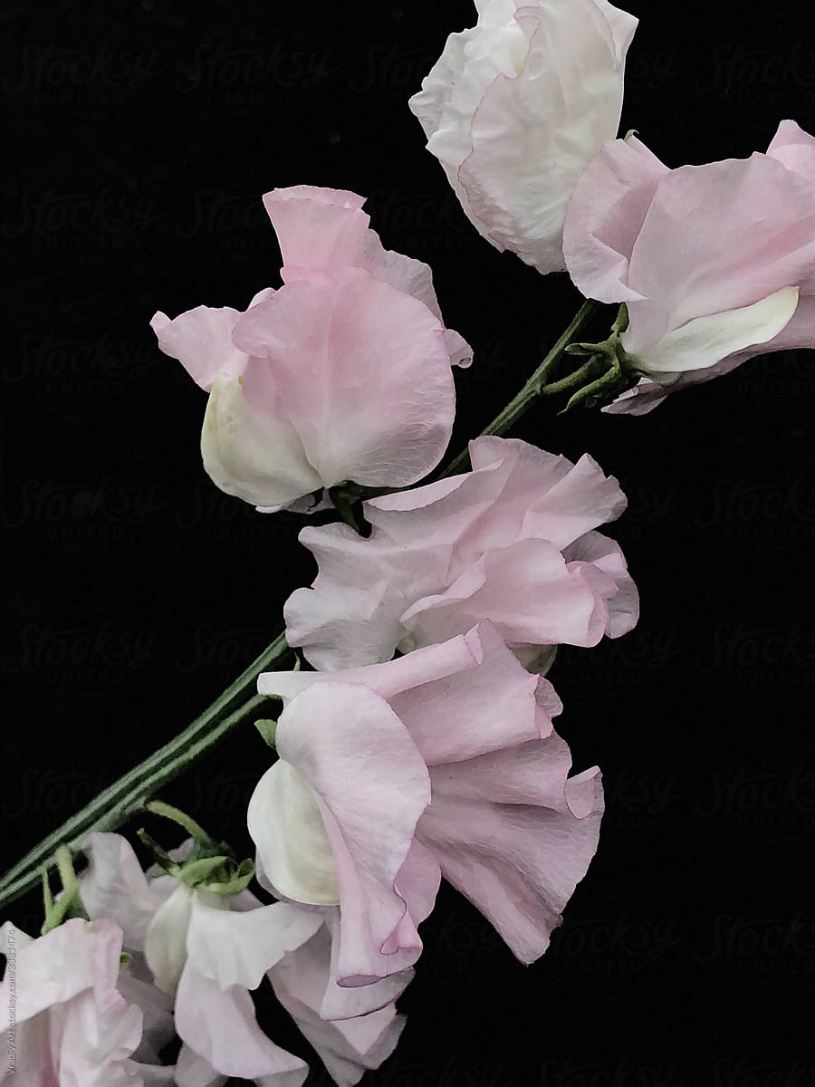 Pink flowers on black background