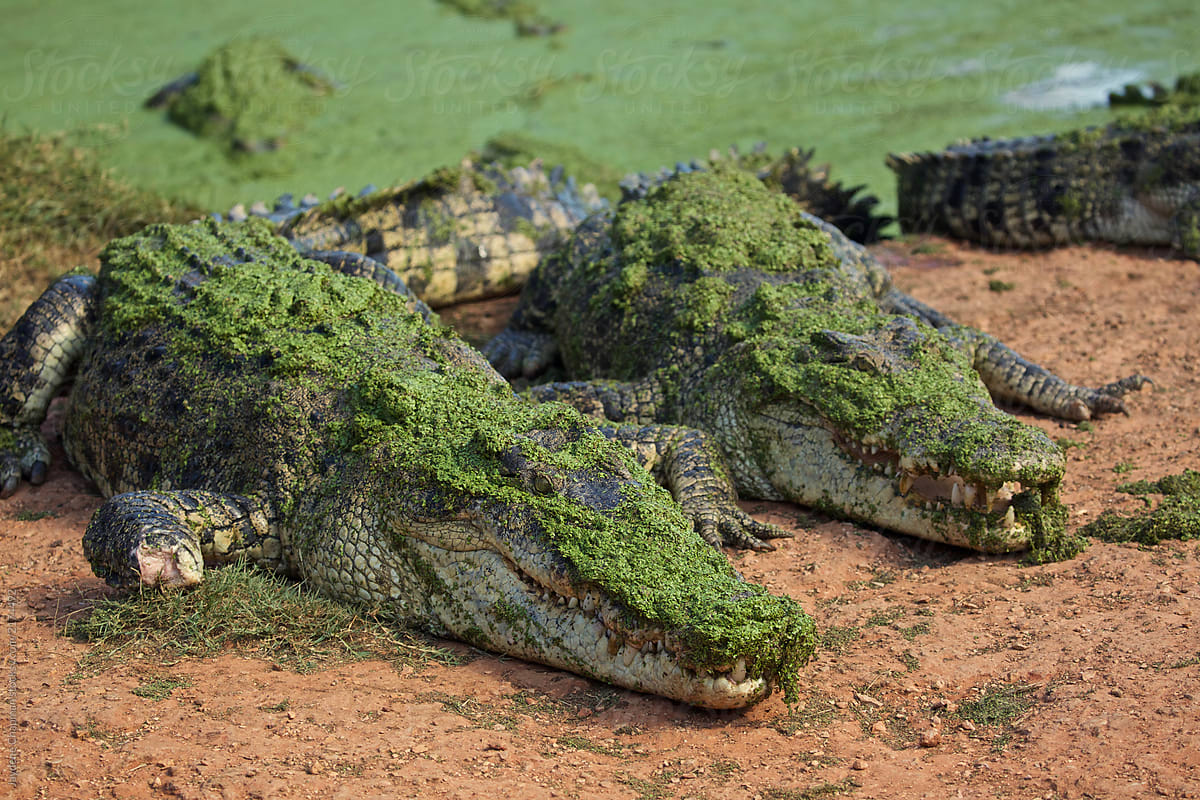 Saltwater Crocodile, Australia by 