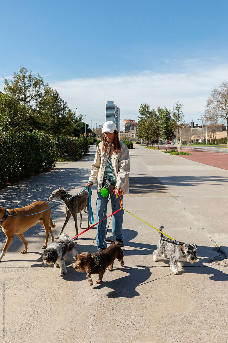 Female walking dogs by the city in spring