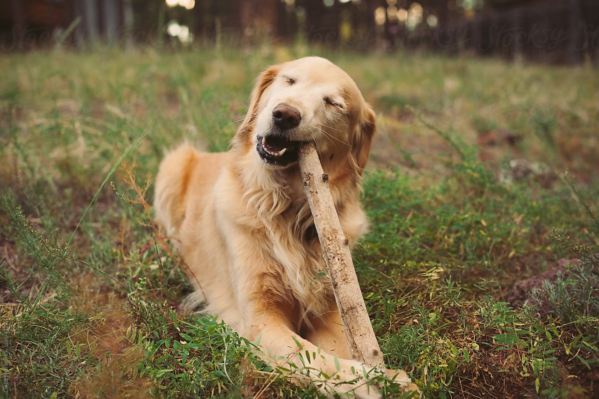 Chewing On a Stick