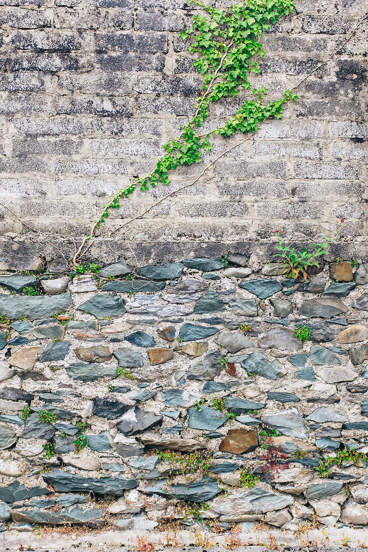 Vines on a stone wall