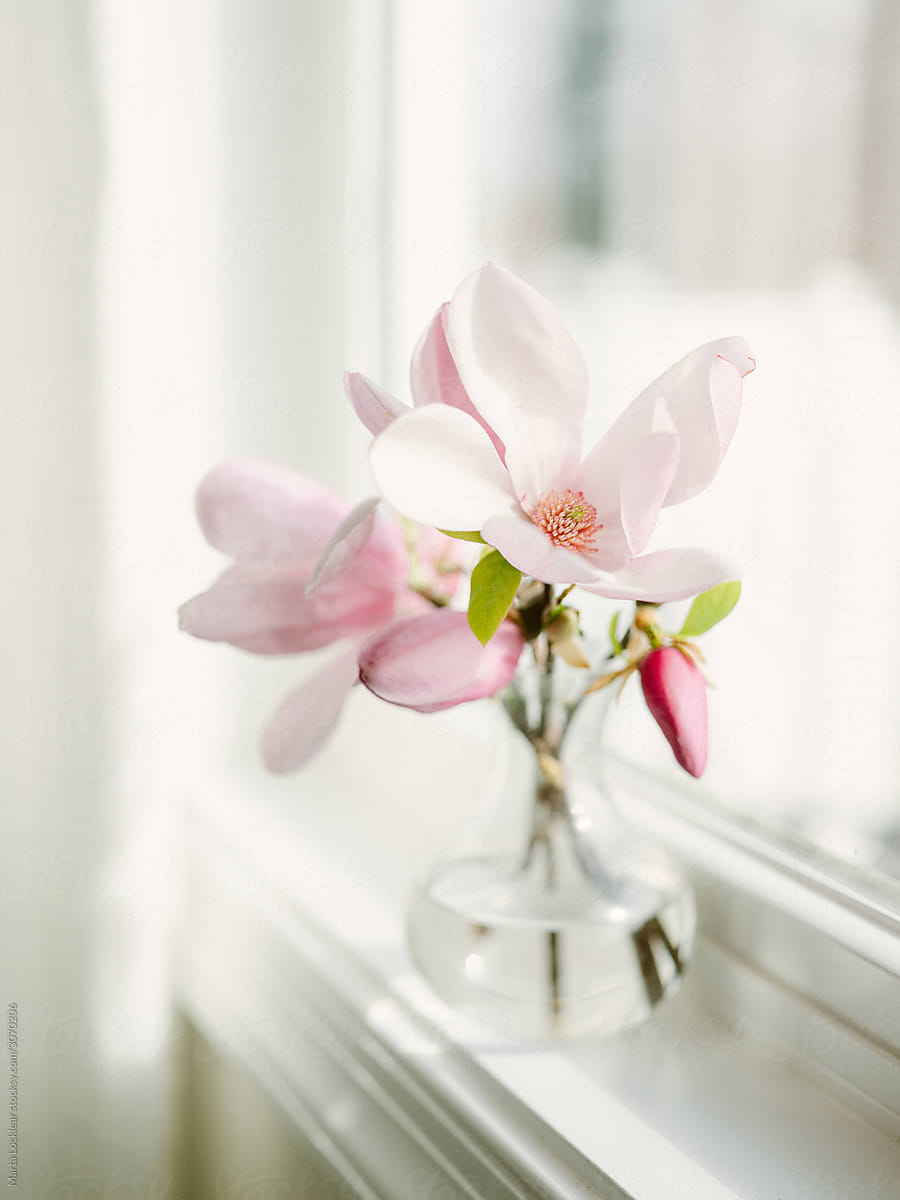 Tulip Magnolias in a glass vase in window