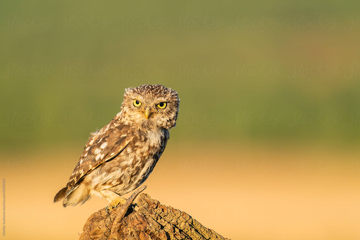Little Owl Sitting On A Dry Stake At Sunset