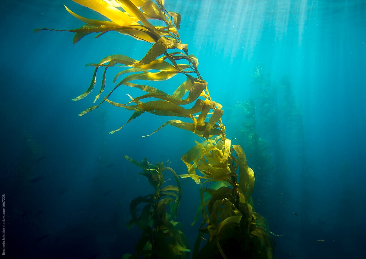 Channel Islands Kelp