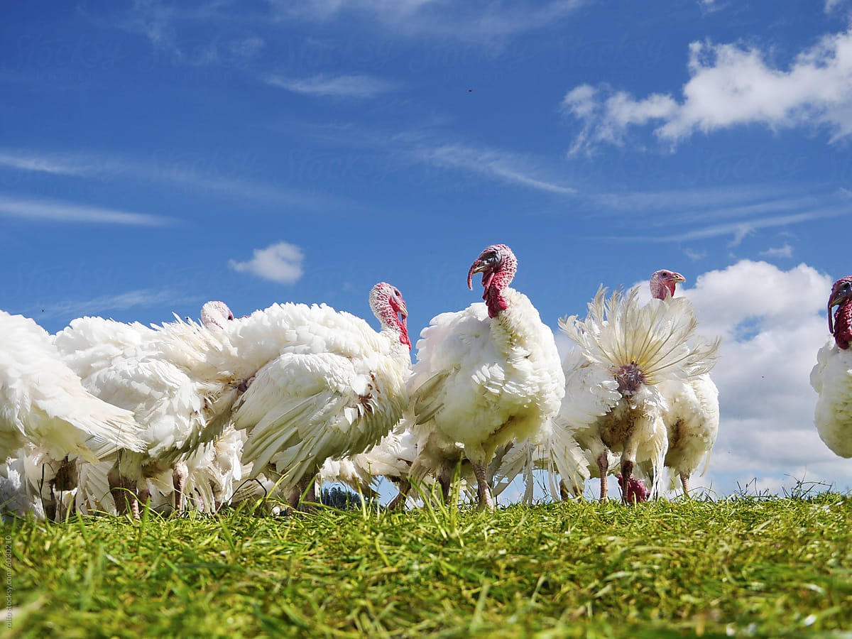 A flock of turkeys are standing in a field