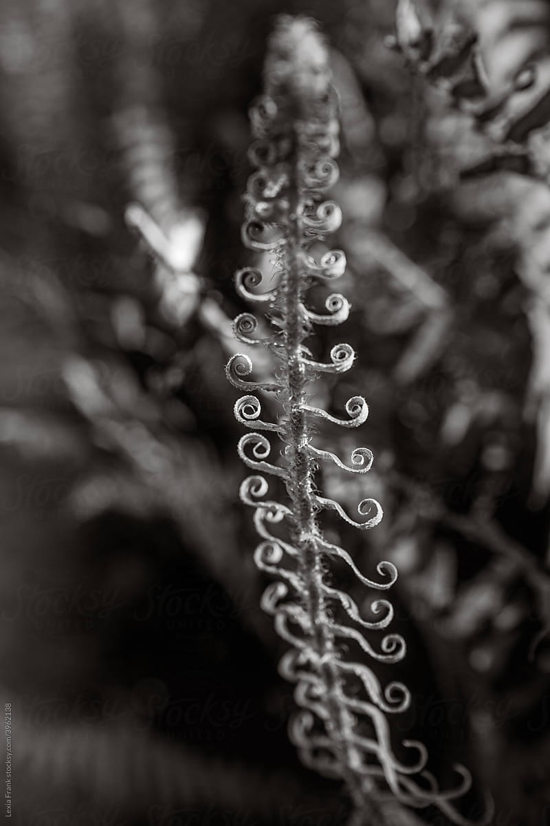 black and white fine art fern scroll
