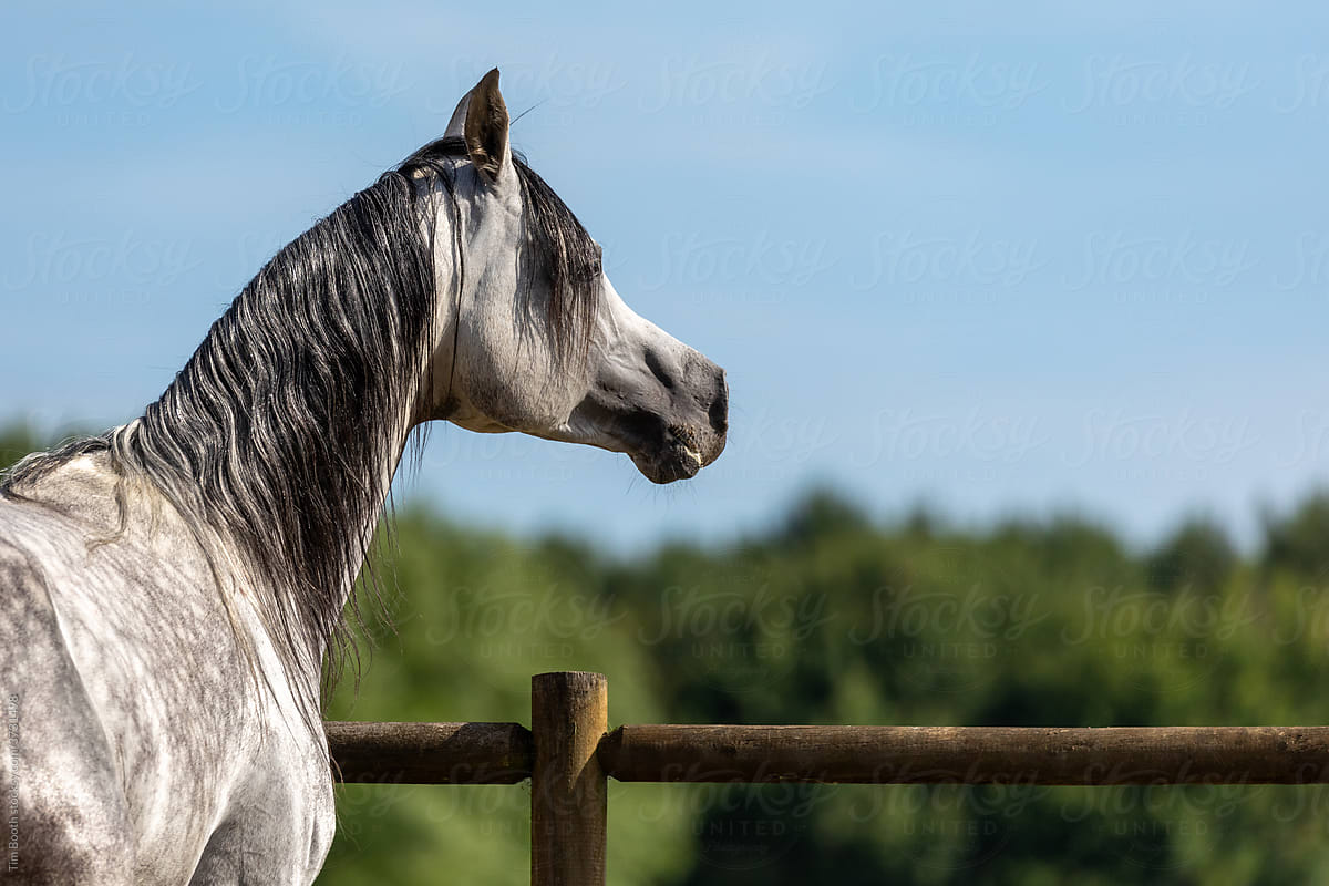 Appaloosa Grey Horse