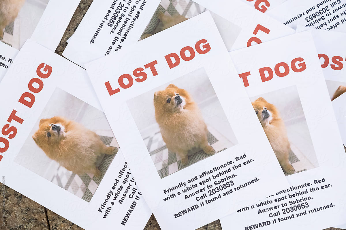 Flyers with lost dog inscription lying on ground