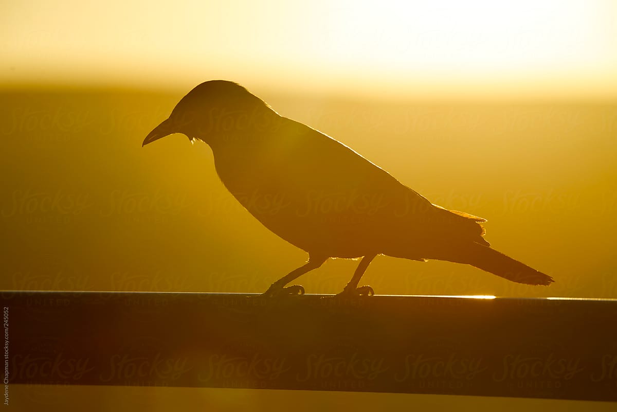 Black bird at sunset