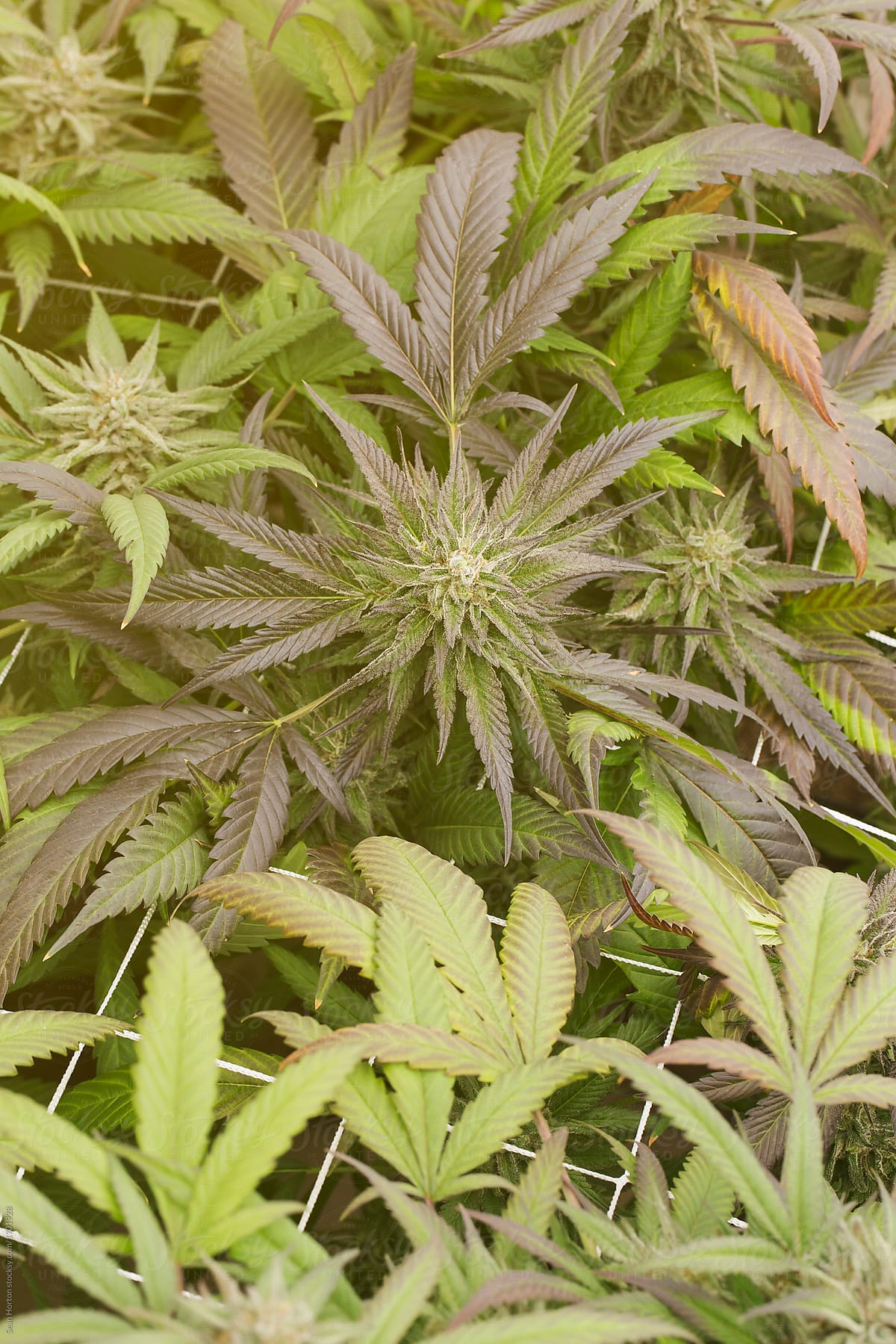 45 Degree Top Down Medium Shot of Marijuana Plant