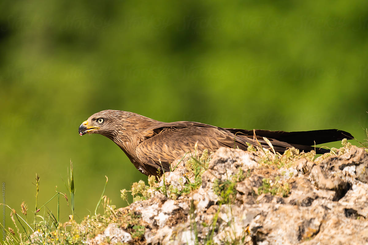 Black Kite With A Piece Of Meat In Its Beak