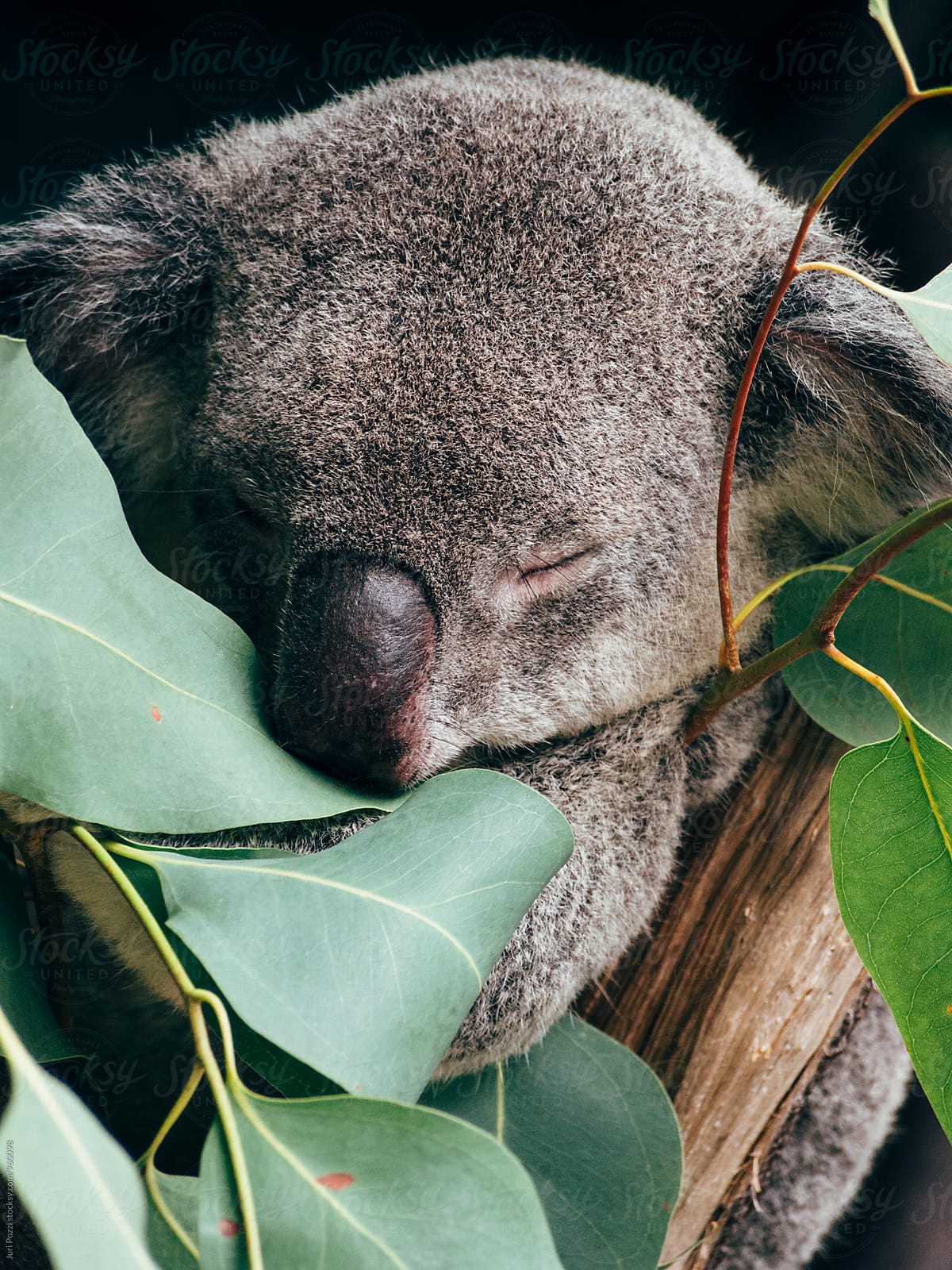 sleepy koala on a eucalyptus tree by Juri Pozzi Animal, Koala