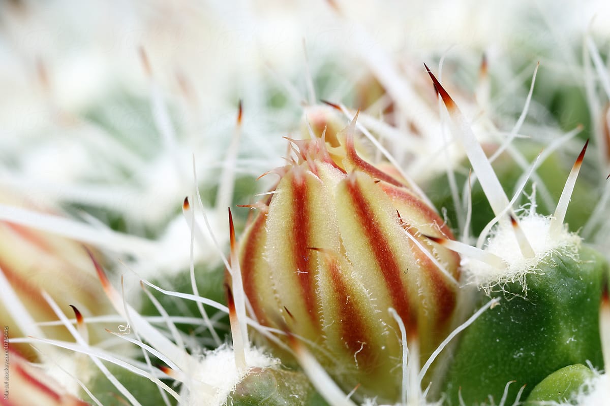 Flower bud on cactus plant