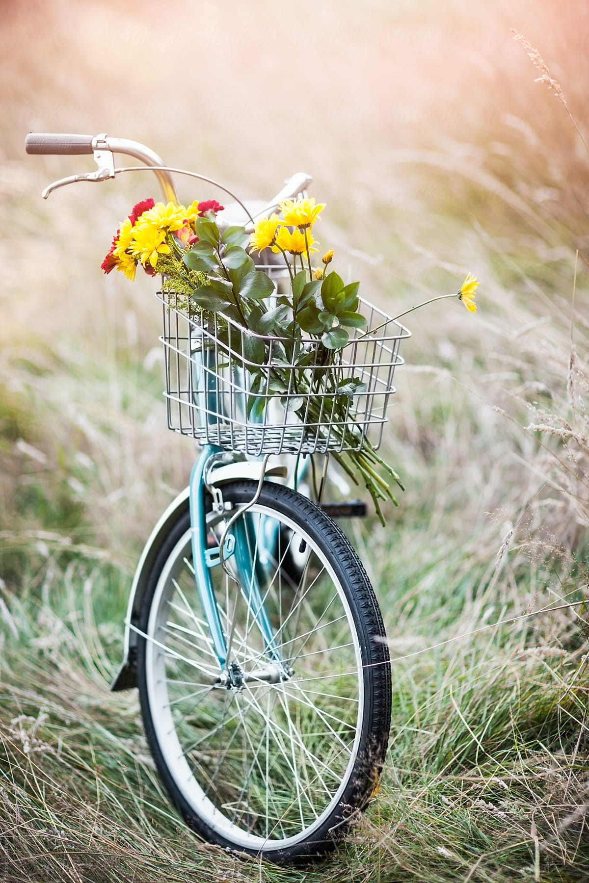 Bicycle and flowers on the field