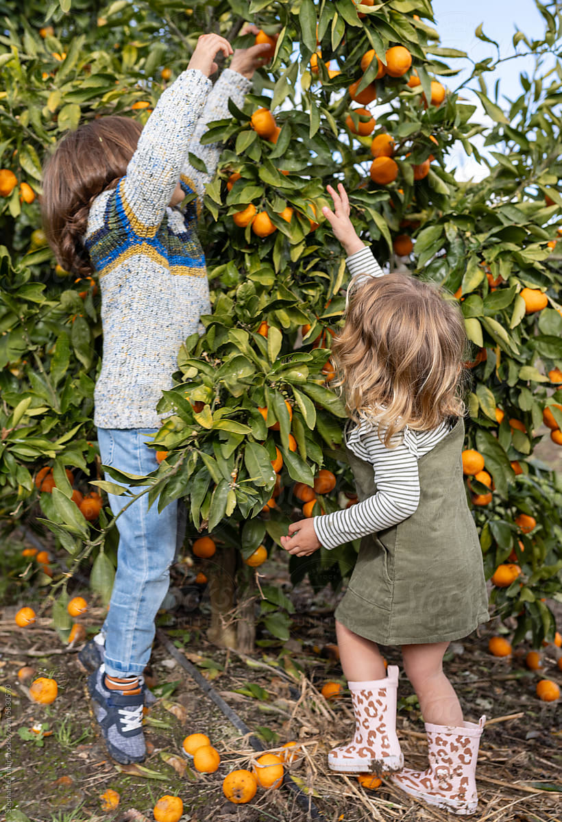 Sibling  picking up mandarin in a farm