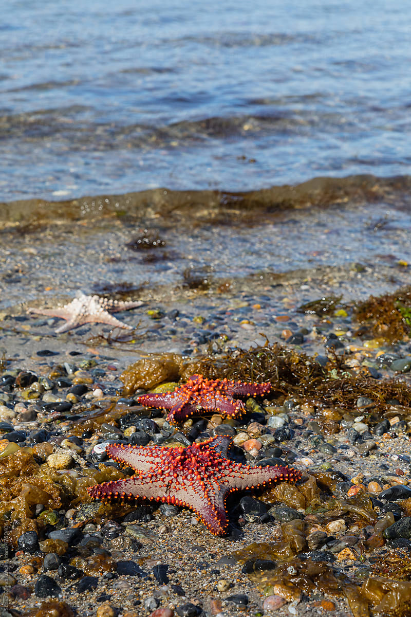 Many starfish lying down in the shoreline of a beach