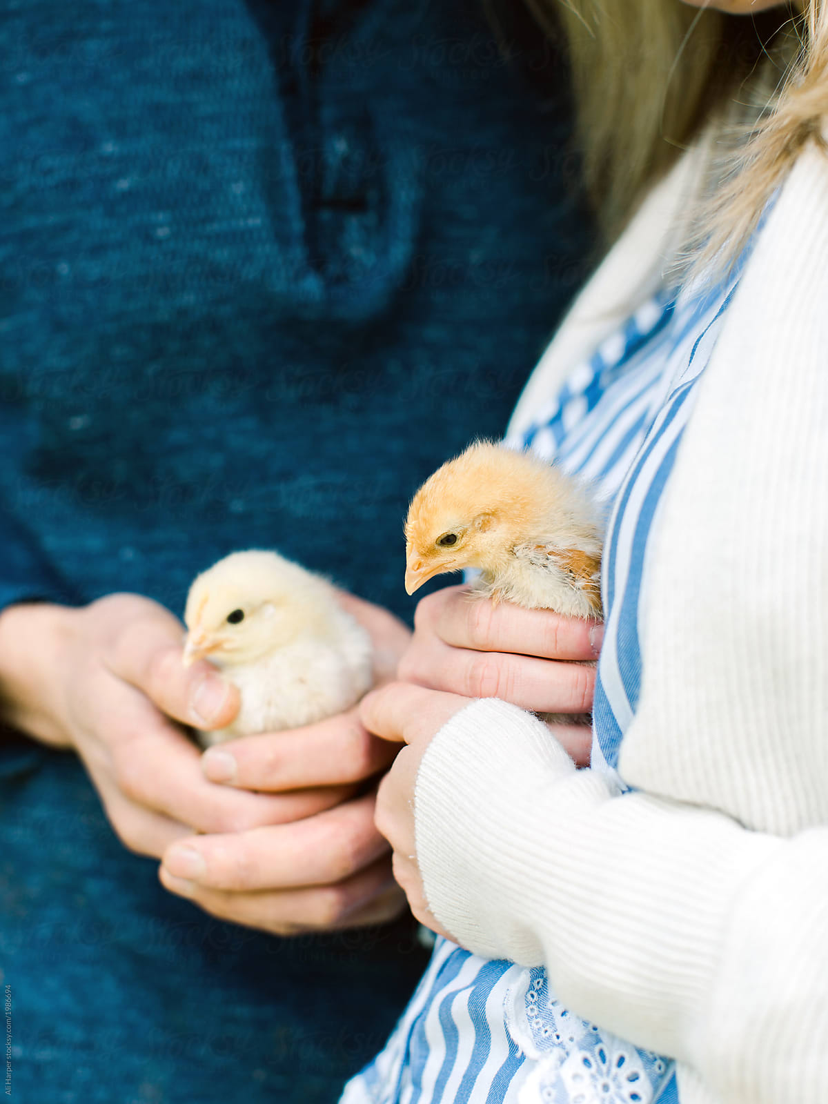Couple holding baby chickens