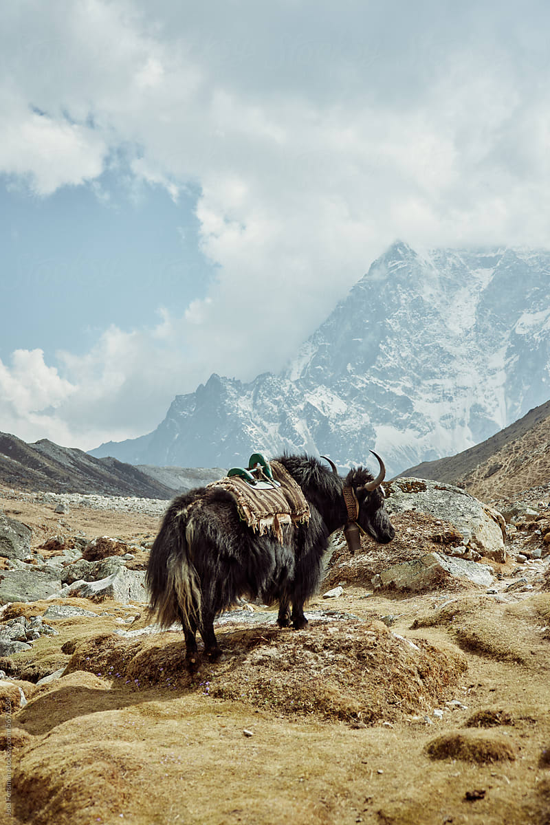 Yak in front of mount everest waiting in the morning