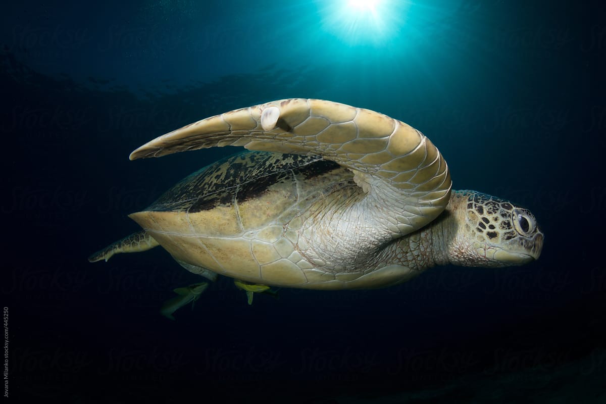 Green sea turtle swimming under the sun