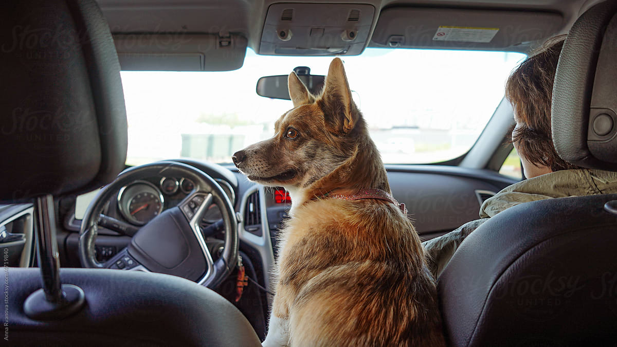 Corgi dog at wheel of car