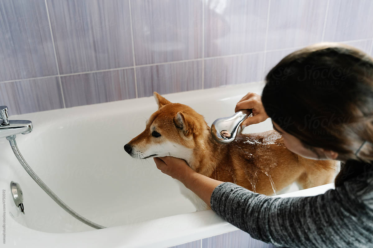 Female owner bathing dog in bathtub.