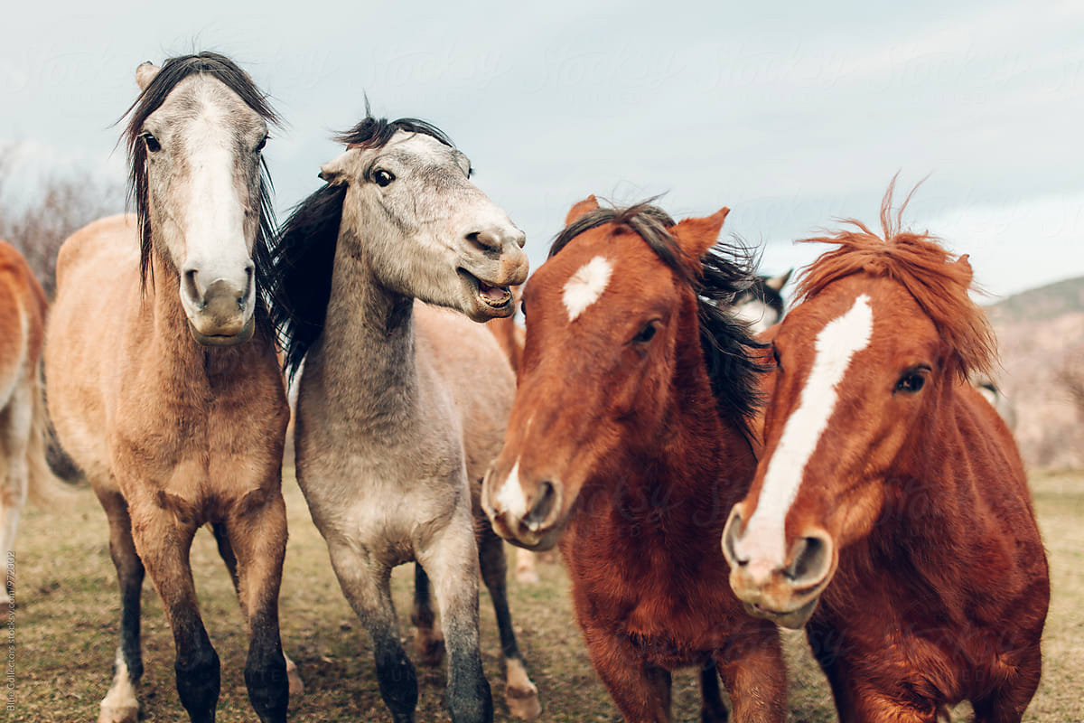 close up of a Group of wild Horses playing