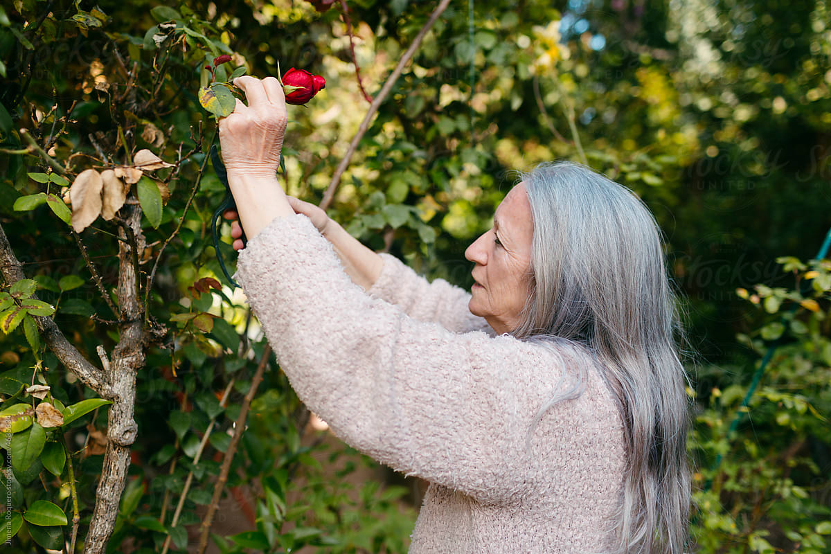 Senior woman doing flower arrangements in her garden
