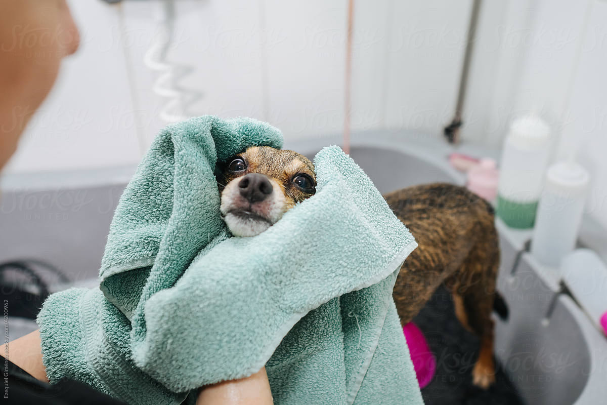 Crop groomer wiping dog with towel