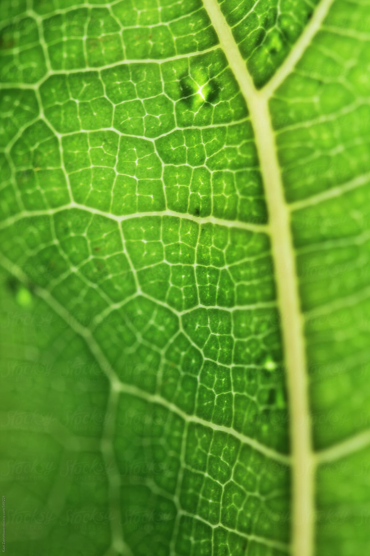 Macro close-up of a green Fiddle Leaf Ficus tree leaf.