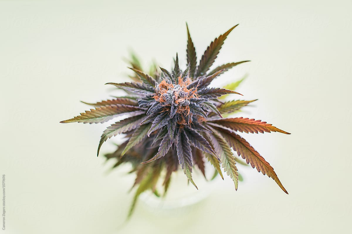marijuana plant cutting on pastel green background
