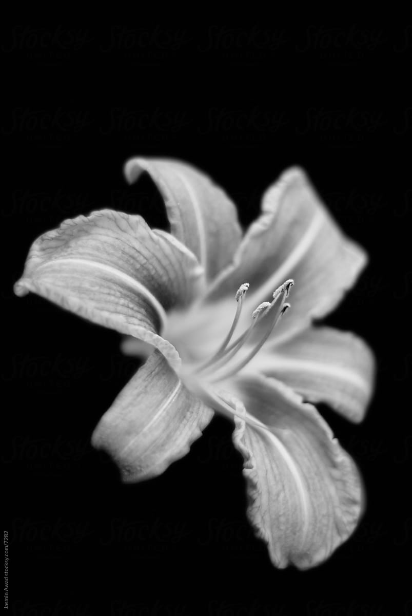 Elegant Black and  White Flower