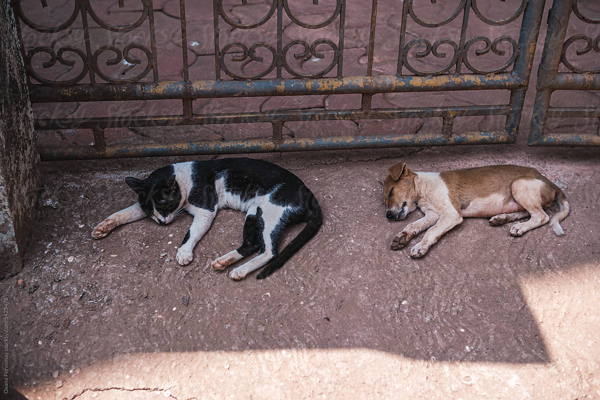 A kitten and a puppy sleeping.