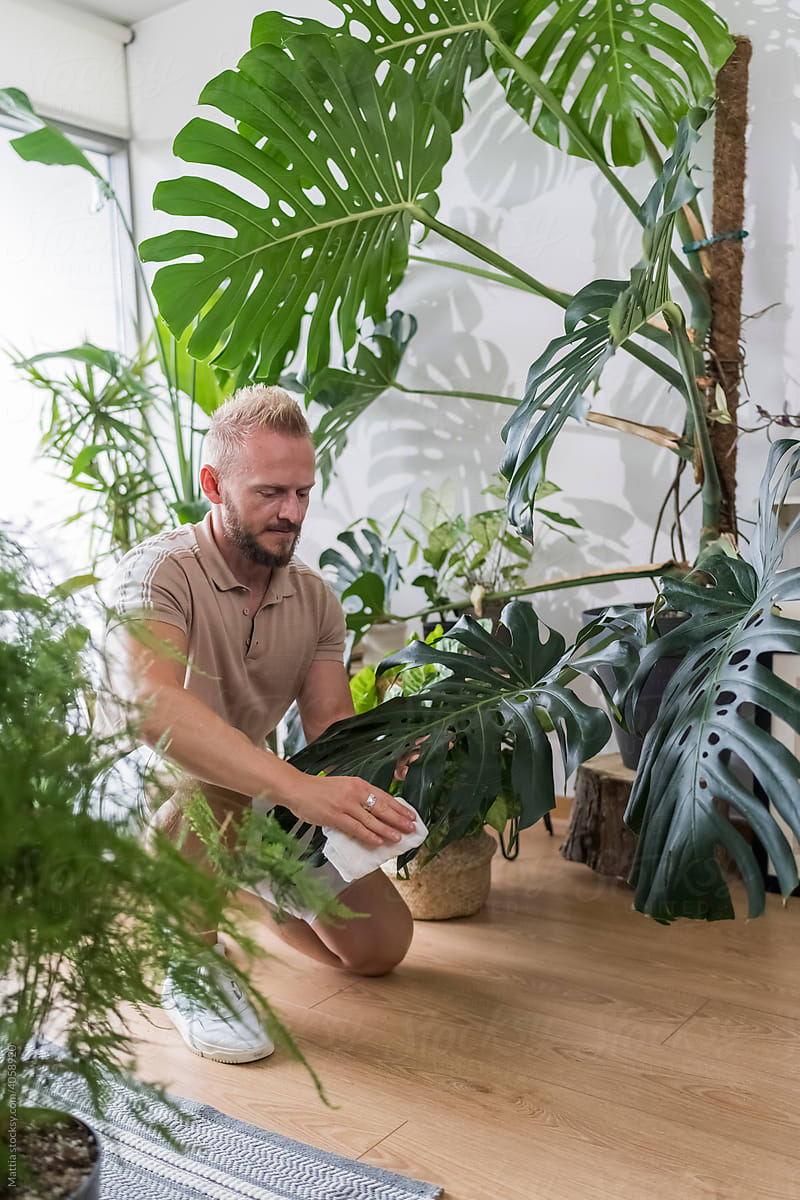 Man cleaning plants home