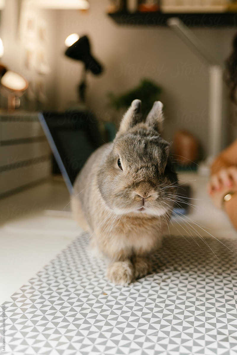 adorable bunny sitting a desk, looking at camera