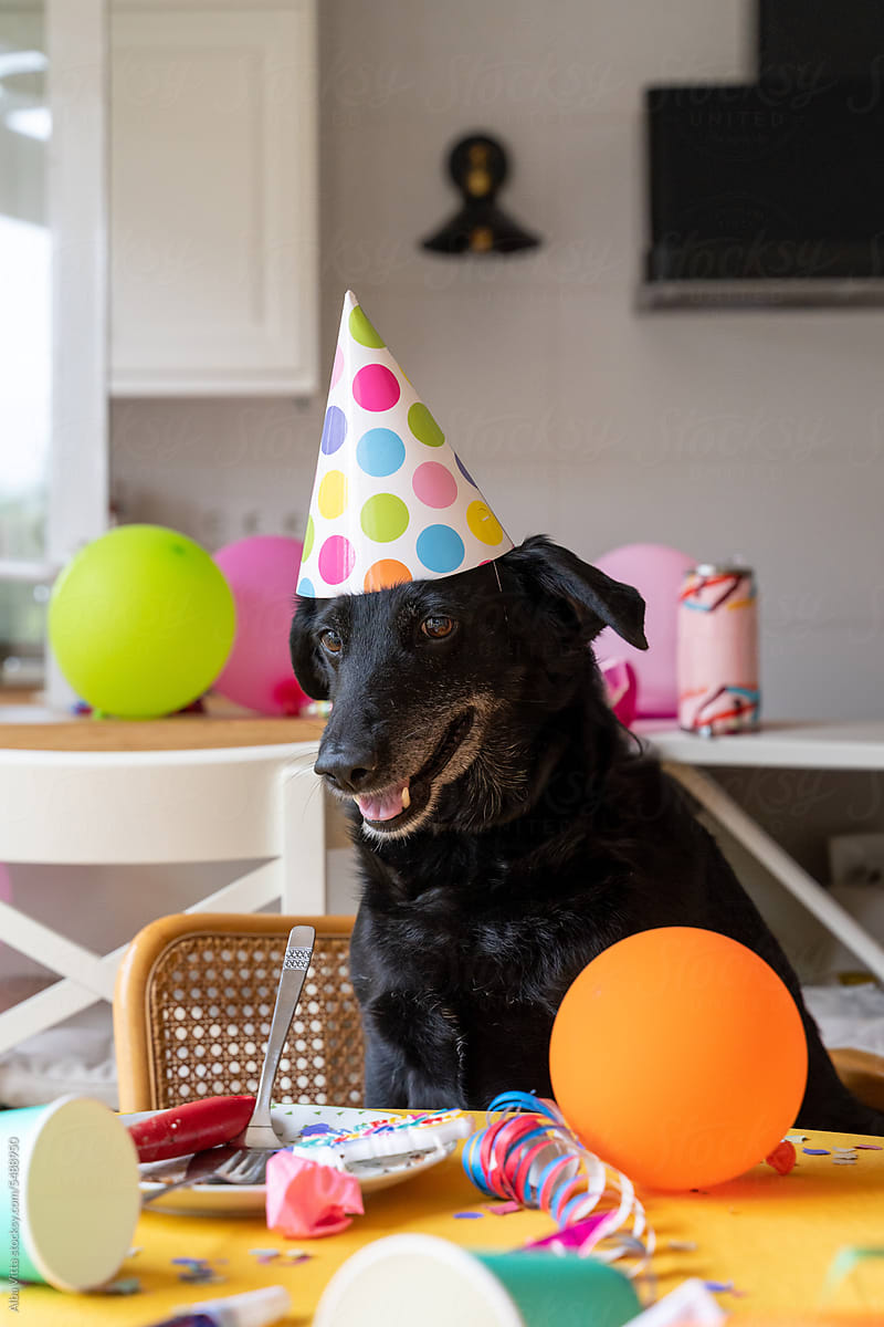 Birthday party dog with hat
