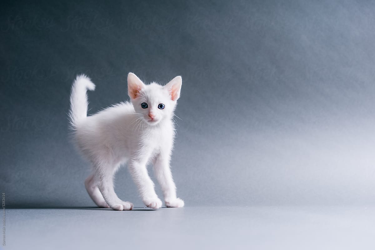Cute white kitten having a crazy moment, running sideways.