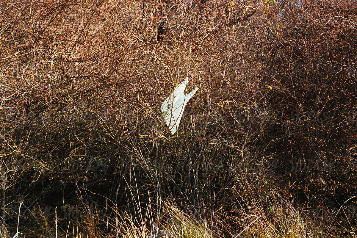 Discarded grocery bag stuck in the brush