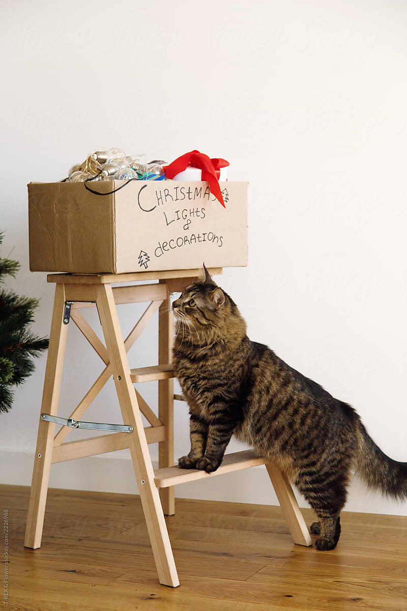 Cat near Christmas decorations