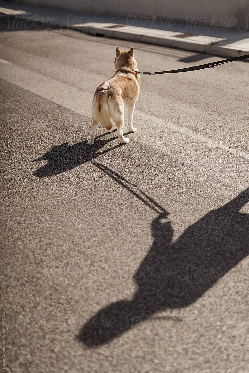 Shadow of a woman and her dog on a street