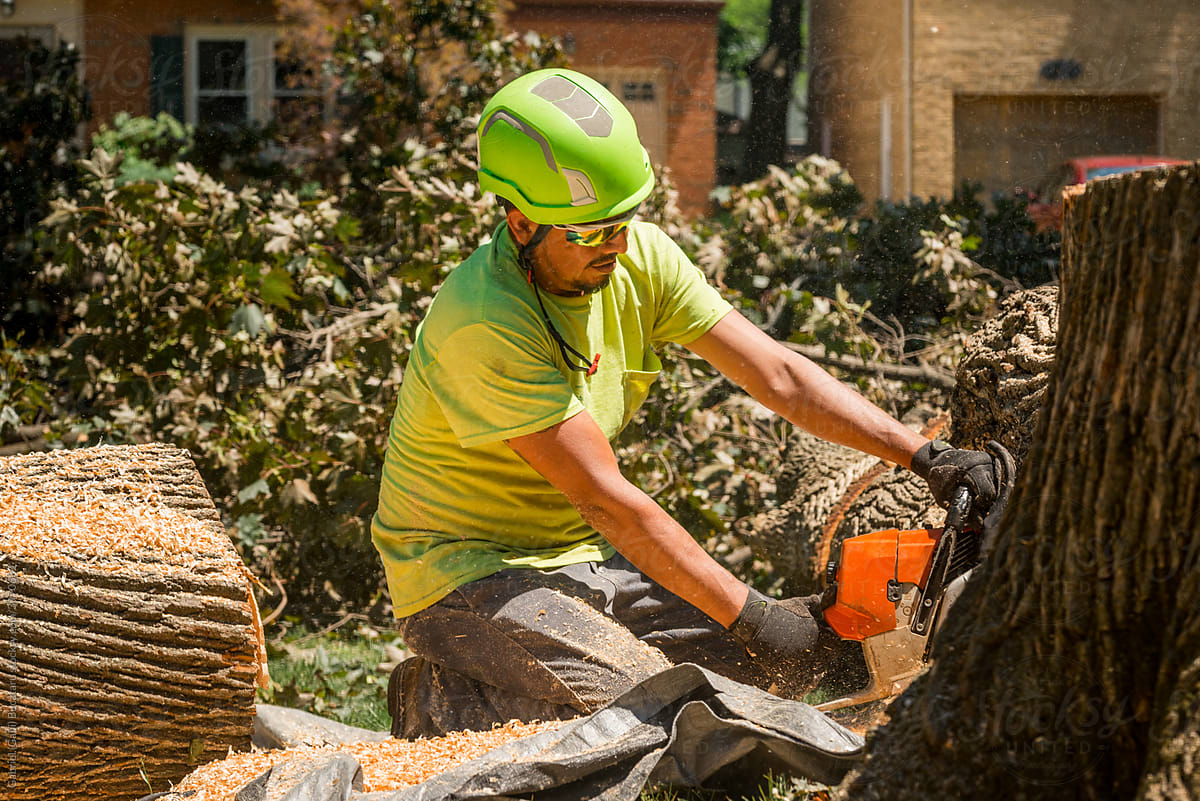 Tree service worker cutting a stump