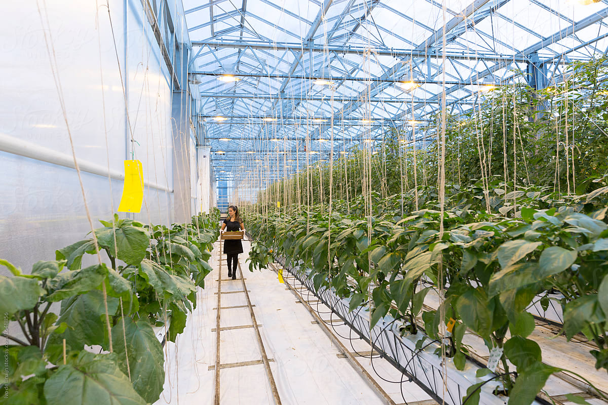 Female worker or employee walking in a modern greenhouse collecting vegetables with a wooden crate