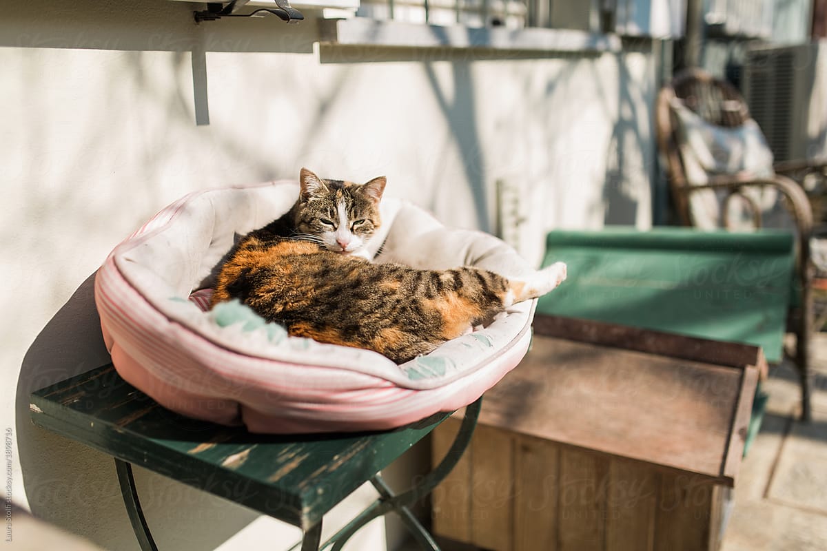 Cat enjoys the sun lying in cushy kennel