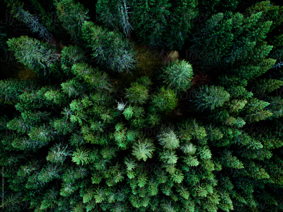 Aerial texture of pine forest
