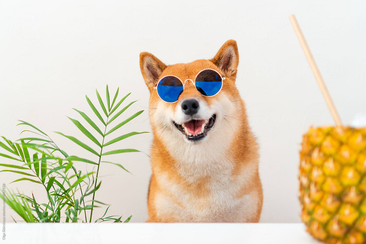 Dog in sunglasses with ananas cocktail