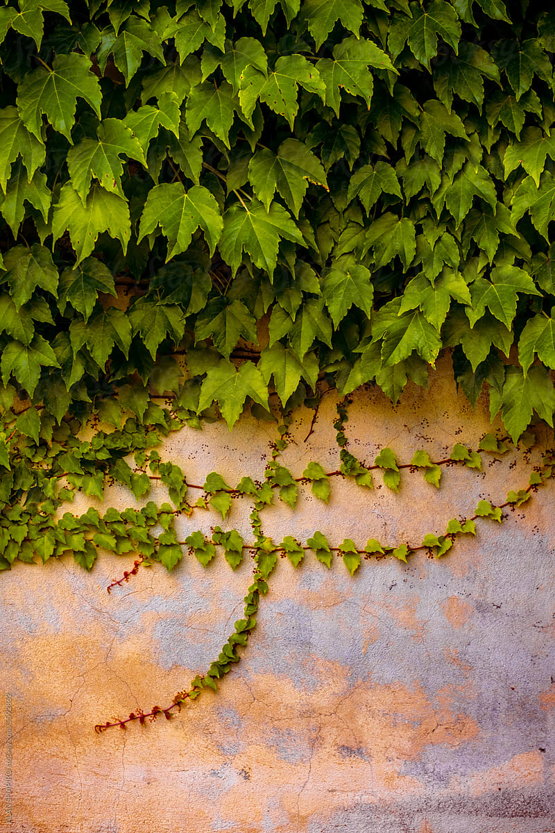 ivy on a colorful wall