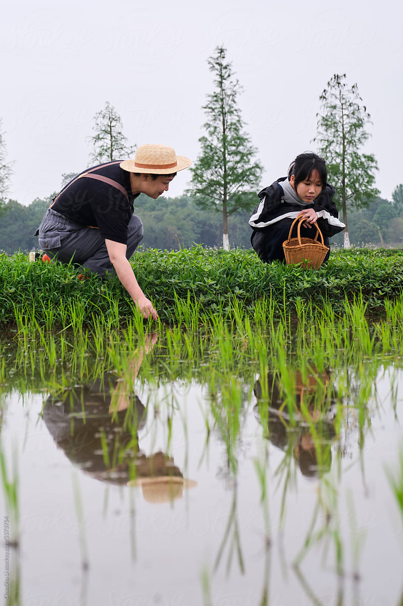 Chinese mother and daughter study rice seedlings in rice field