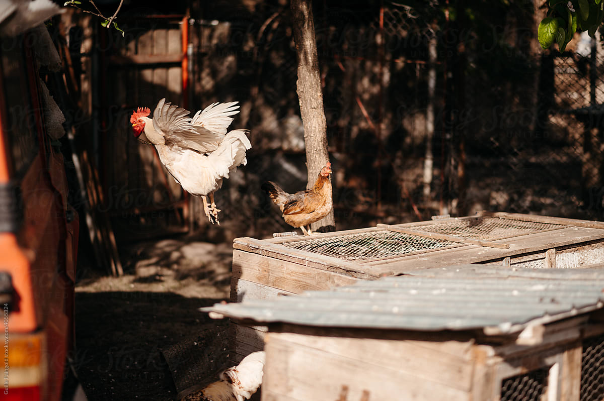 Hens in village yard