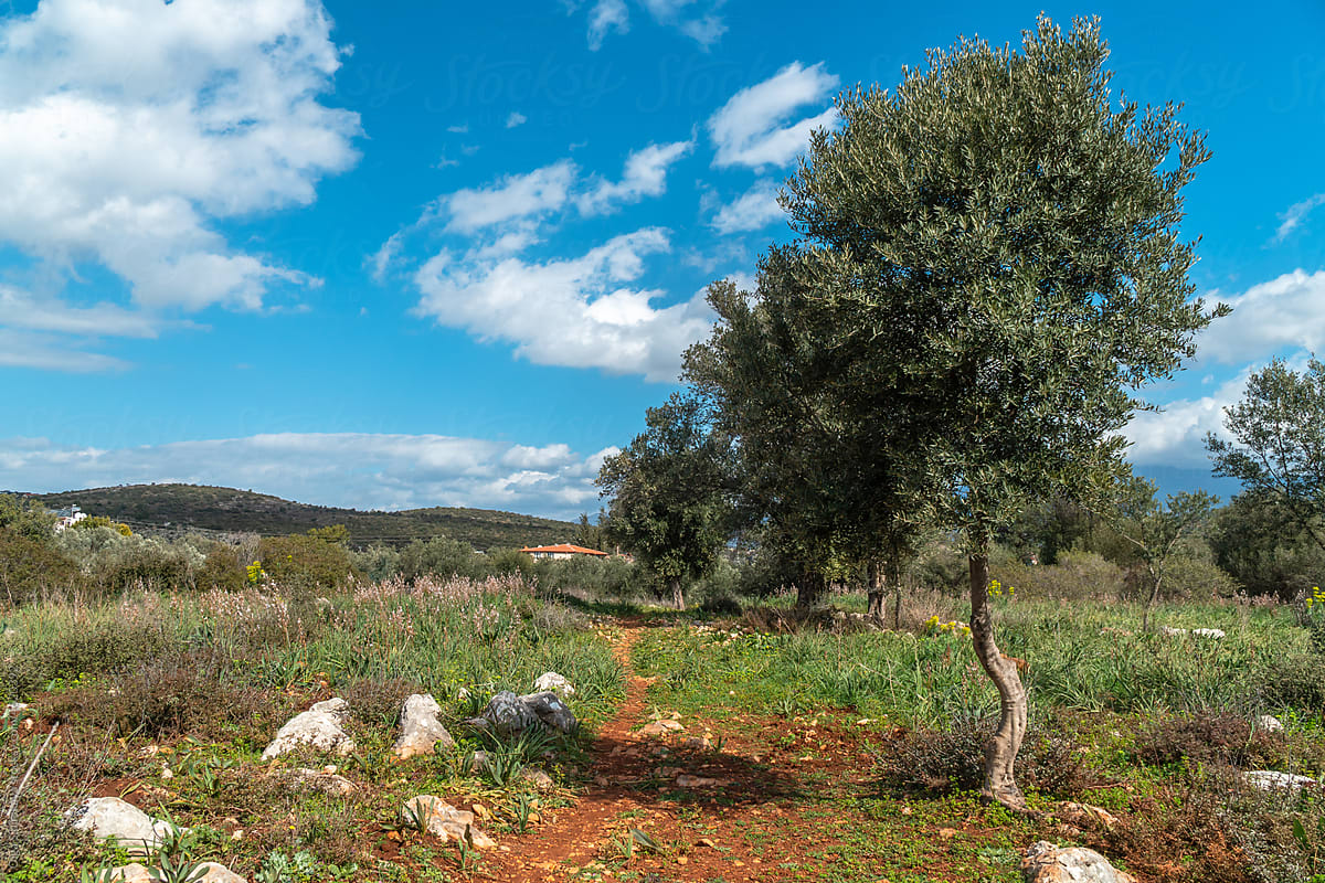 Olive tree scenery