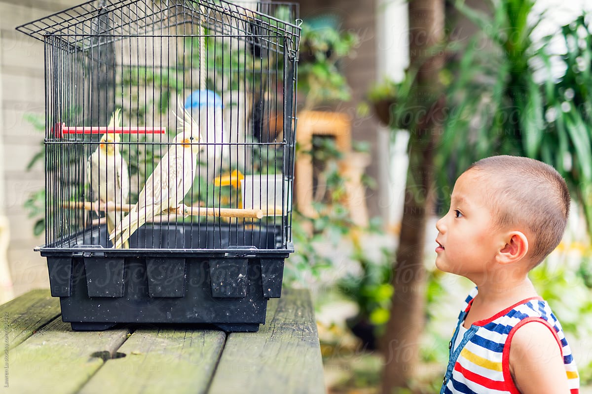 Cute kid watching adorable parrots in birdcage.
