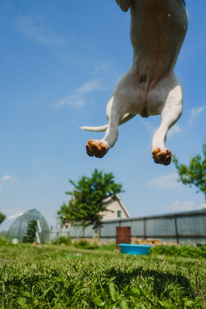 Jumping Flying Dog In Summer